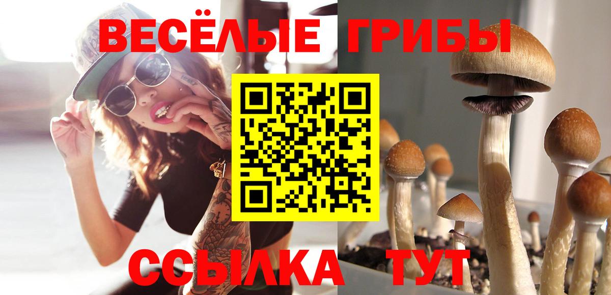 Галлюциногенные грибы Psilocybine cubensis Пушкино